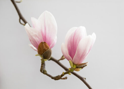  Pink Magnolia Flowers Isolated Over White Background