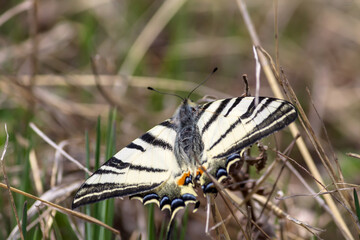 butterfly on grass
