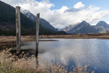 logs in scenic marsh with mountains