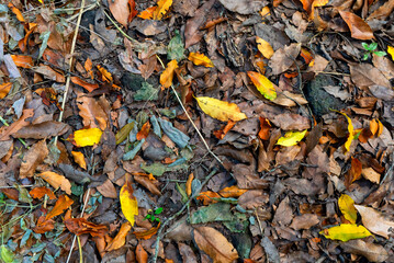 autumn leaves background in the forest