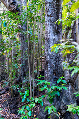 laurel forest in gran canaria