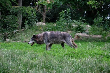 Wolf pack in the wild