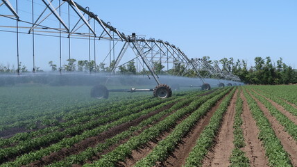 irrigation system for potatoes