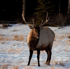 Naklejka na ściany i meble Elk in the meadows near Two Jack Lake at Banff National Park, Canadian Rockies
