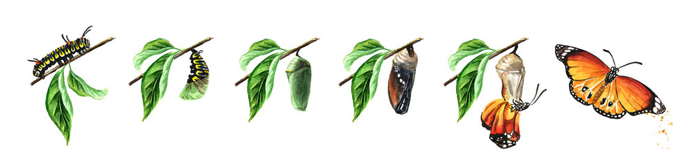Butterfly metamorphosis development stages, caterpillar larva, pupa, adult insect set. Hand drawn watercolor illustration isolated on white background © dariaustiugova
