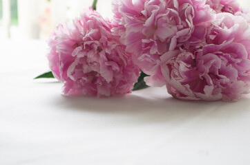 pink peony flower