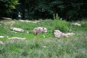 Obraz na płótnie Canvas Wolf pack in the wild