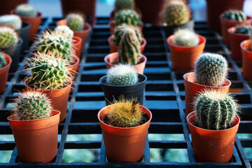 Small decorative pots with flowers cacti. View from above. Decor with fresh flowers. Home Flowers