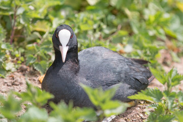 Coot (in german Blässhuhn, Fulica atra)