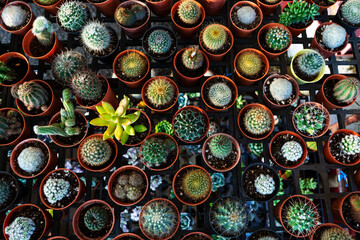 Small decorative pots with flowers cacti. View from above. Decor with fresh flowers. Home Flowers