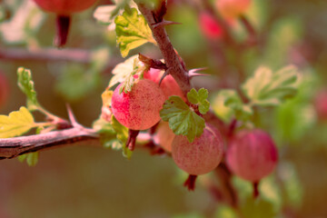 gooseberry bush