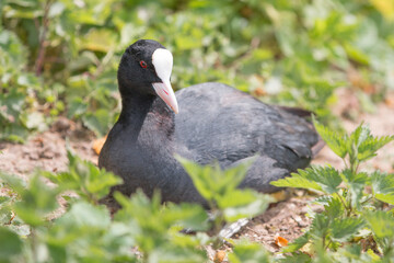 Coot (in german Blässhuhn, Fulica atra)
