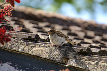 Rooftop Sparrow