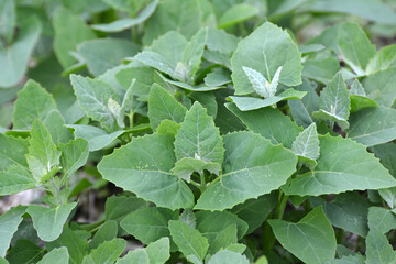 Orach (Atriplex hortensis) grows in the garden