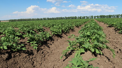 Fototapeta na wymiar potatoes in the field