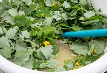 Chelidonium majus leaves( also known:greater celandine, nipplewort, swallowwort or tetterwort)...
