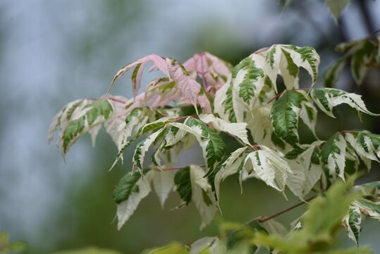 Boxelder maple (Acer negundo) is an Aceraceae deciduous tree native to North America that is used for ornamental purposes such as park trees.