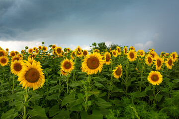 A field of sunflowers before the rain. Black rain clouds over a field of sunflowers