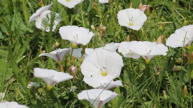 White flowers of Convolvulus arvensis (field bindweed) in nature