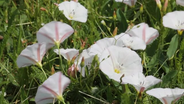 White flowers of Convolvulus arvensis (field bindweed) in nature