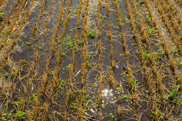 Wheat field after harvesting by combine. Clipped wheat. Wheat harvest season