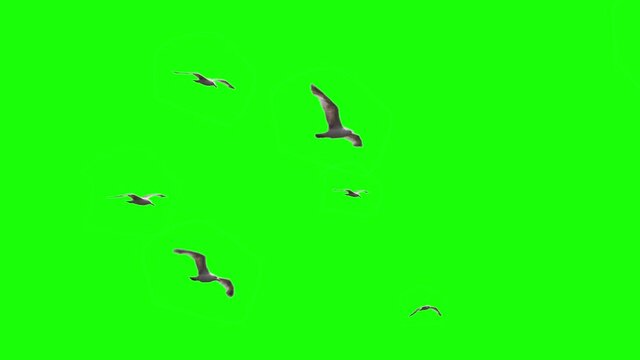 Flock of seagulls on chroma key