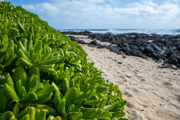 closeup of beach plant