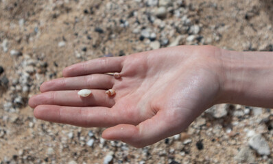 shells in hand at beach