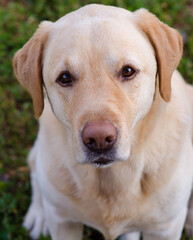 labrador retriever puppy