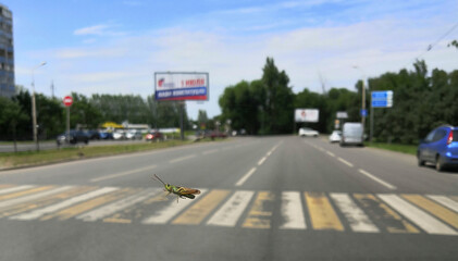 Locusts cross the road at a crosswalk