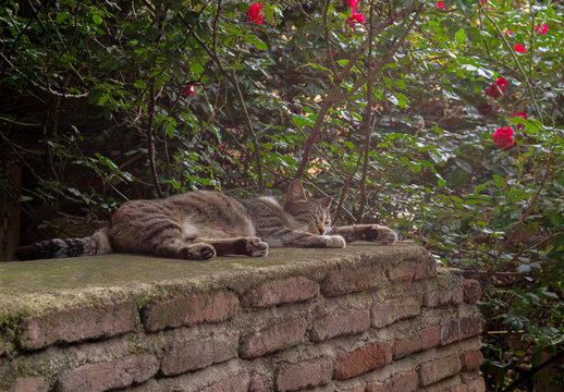 Grey striped cat sleeping on the brick wall under the rose bush shade during the daytime. Tbilisi, Georgia