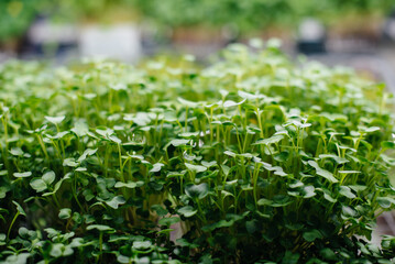 Juicy and young sprouts of micro greens in the greenhouse. Growing seeds. Healthy eating