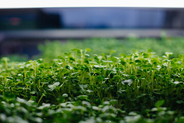 Juicy and young sprouts of micro greens in the greenhouse. Growing seeds. Healthy eating