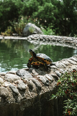 Angry turtle looking away from the camera irritated by tourists. Disturbed animal in a public park in Marbella, Spain. Turtle walking along the edge of a natural pond in Malaga area.