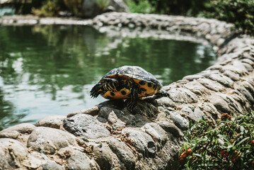 Obraz premium Scared turtle looking out of the shell after hiding. Frightened animal by tourists in a public park in Marbella, Spain. Cute creature woke up after sleeping.