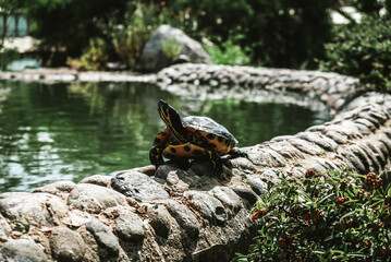Little turtle looking around while walking on a sunny day along the edge of a pond in a public park in Marbella. Spanish wildlife in a relaxed protected environment.