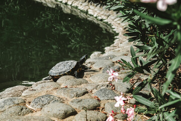Cute turtle coming out of water near the pond in a public park in Marbella, Spain. Stone curb and green foliage with blurred pink flowers in the foreground. Green natural water in the pond behind.