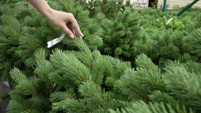 Hand touches fir branches to review it with focus on plant