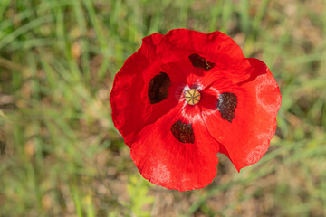 Close-up view of  blooming poppy flower