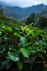 Close view of tea leaves with drops of water at a tea plantation in Nuwara Eliya, Sri Lanka. Green tea growing with the mountains in the background.