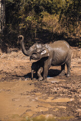 Fototapeta premium Elephant mother and baby having fun in the mud in Udawalawe National Park, Sri Lanka.