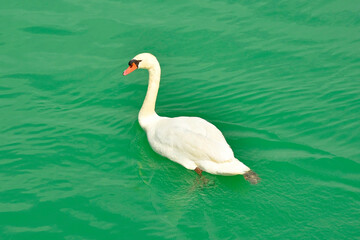 A white swan swimming in the waters of the Isola Della Cona wetland nature reserve in Friuli-Venezia Giulia, north east Italy