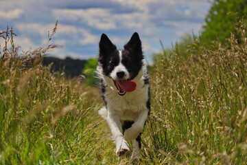 Fototapeta premium Border Collie Running Through Field with Tongue Out in Czech Republic. Happy Black and White Dog Running Between Flowering Plants on Meadow.