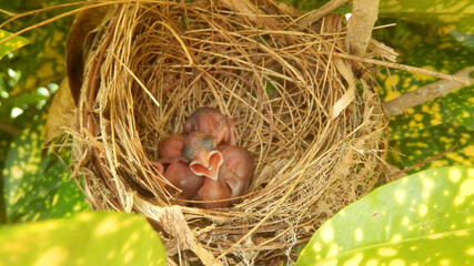 Naklejka na ściany i meble baby birds in nest