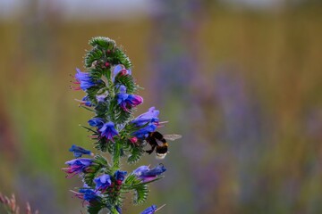 Bumblebee Pollinates Echium Vulgare also known as Blueweed or Viper's Bugloss on the Meadow in Czech Republic.