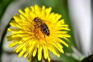 close up macro photo of a bee on yellow flower dandelion