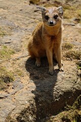 Yellow Mongoose (Cynictis Penicillata) also known as Red Meerkat Sitting and Watching in Zoo in Prague. Cute Little Mammal in Czech Zoological Garden.
