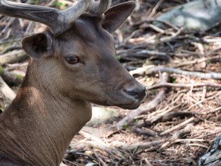 Close Up portrait of a young reindeer in the wood