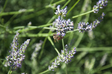 bee on lavender flowers, Serbia, Jun 2020