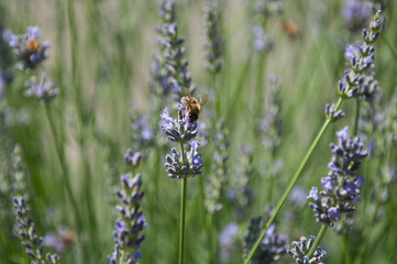 bee on lavender flowers, Serbia, Jun 2020